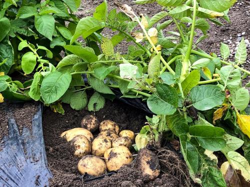 a bunch of turnips on the ground next to a plant at 畑のおやど in Asago