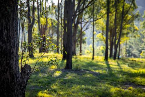 a group of trees in a field with green grass at Yengo Tiny House by Tiny Away in Broke