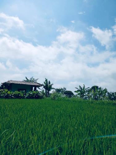 a house in the middle of a field of grass at Opik Homestay Tete Batu in Tetebatu