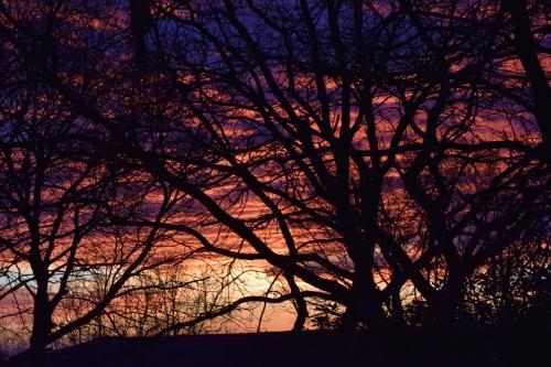 a group of trees with a sunset in the background at Villa Manu in Lapedona