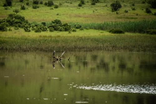a bird standing in the middle of a body of water at Mount Lake Cabins in Harrismith