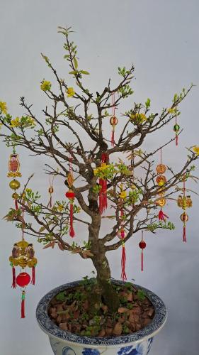 Fotografie z fotogalerie ubytování MiCHUM HOUSE v destinaci Pleiku Airport