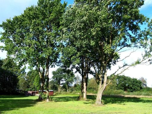 a group of trees in a field of grass at Ferienhaus Nordkönig mit Sauna und Whirlpool in Langen