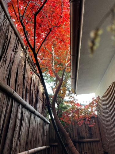 a tree with red leaves in front of a fence at 京町家-椿庵Kyomachiya-Tsubakian in Kyoto