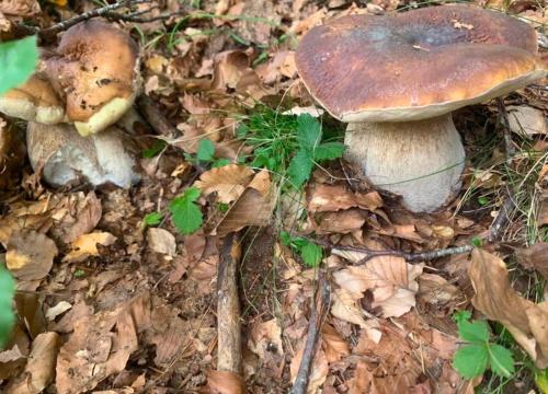 a group of mushrooms on the ground in the woods at Chalet Lawà in Torre Caprara