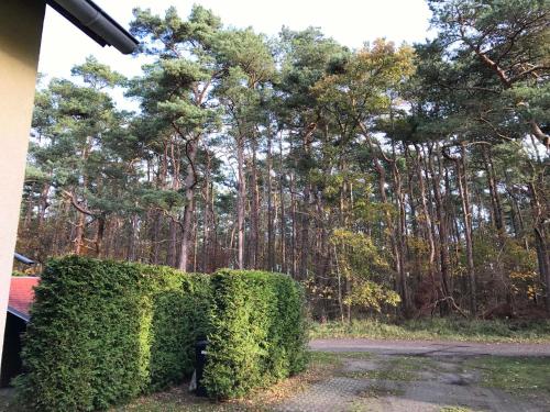a hedge in front of a forest of trees at Ferienhaus Sonnenschein in Breege in Juliusruh