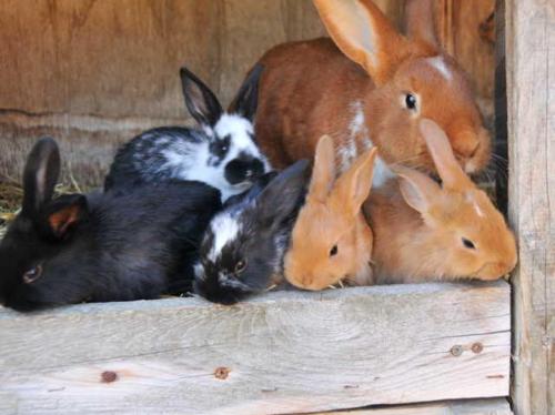a group of rabbits are sitting in a barn at Ferienwohnung Neuendorf in Neuendorf
