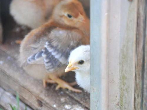 Dyr i lejligheden eller i nærheden