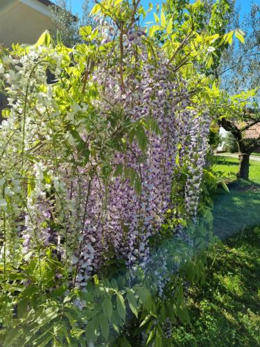 a tree full of purple flowers in a garden at Hotel Zlatna Vala in Umag