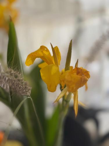 a yellow flower in front of a blurry at Suite Elisir Egitto Domina Coral Bay Resort in Sharm El Sheikh