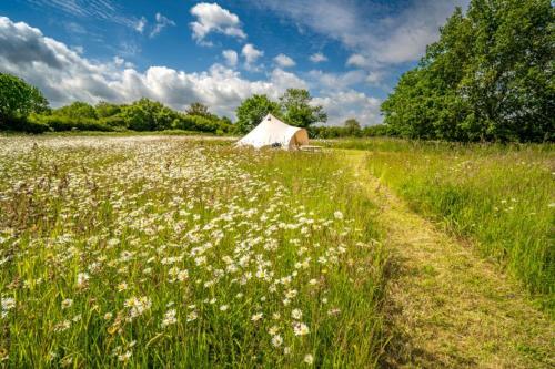 a white tent in a field of flowers at Red Clover at Blancas Bell Tents in Ringstead