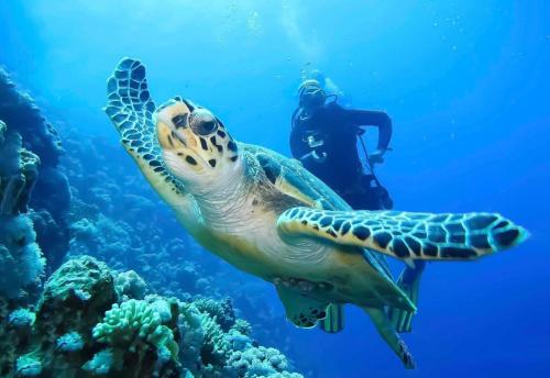 a turtle swimming in the ocean next to a diver at Coral Villa - Beachfront Villa with Private Pool by Karula in Inhambane