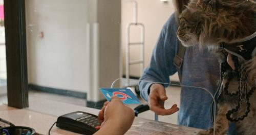 a cat is looking at a person holding a remote control at Studio 6 Bay Minette AL in Bay Minette