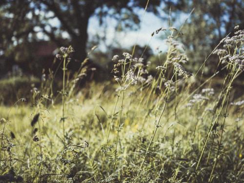 a field of tall grass with weeds in it at Folk och Fä in Grisslehamn