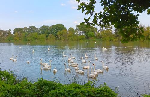 a flock of white swans swimming in a lake at Spreequartier in Malschwitz