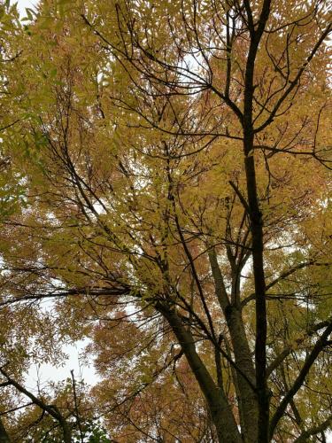 a group of trees with yellow leaves on them at 4 Beechwood at Thoulstone Park in Westbury