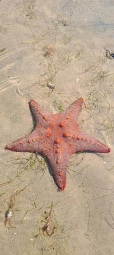 a starfish laying in the sand on the beach at Sunset Villa - Beachfront Villa with Private Pool by Karula in Cabo Nhamua
