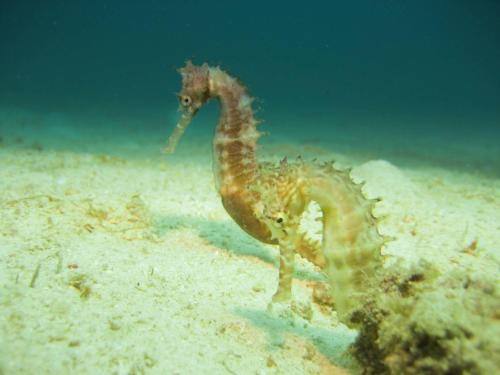 a seahorse standing in the sand in the ocean at Coral Villa - Beachfront Villa with Private Pool by Karula in Inhambane