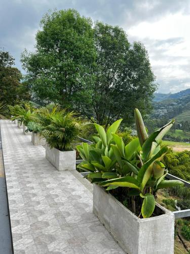 a row of concrete planters with plants on a walkway at San Gabriel Via Termales Santa Rosa in Santa Rosa de Cabal