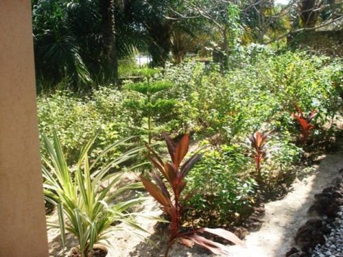 a garden with many different plants and trees at LA Réserve Grande maison Cap Skirring avec piscine in Cap Skirring