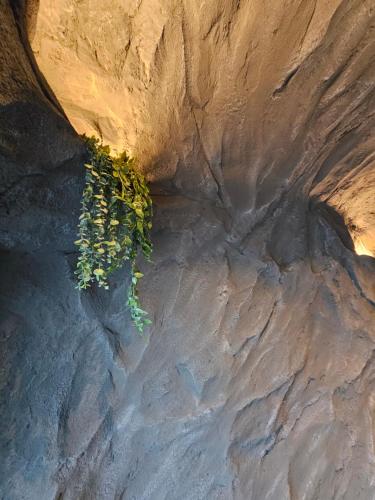 a plant growing on the side of a cliff at L'Escargot - Maison avec espace bien être in Vagney