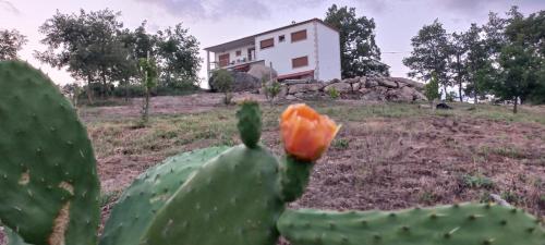 a cactus in a field with a house in the background at Quinta do Cadaval in Cortiçô