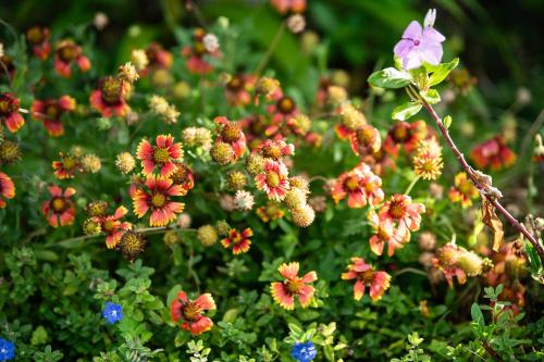 a bunch of colorful flowers in a garden at サンメール座間味アネックス in Zamami