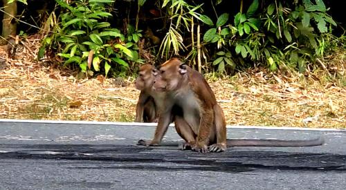 two monkeys standing on the side of the road at Marilag Resthouse in Ternate