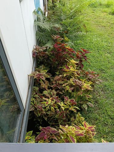 a row of plants next to a house at Simmering homestay 4 in Lautoka