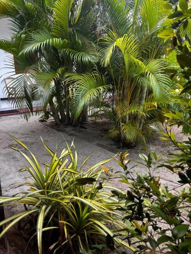 a garden with palm trees and plants on the ground at Ubay Guest House in Trincomalee