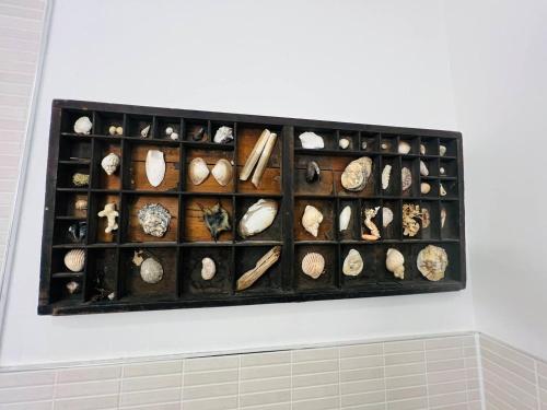 a display case filled with lots of different types of shells at Pass the Keys Royal Sands - A Beachside Haven in Camber