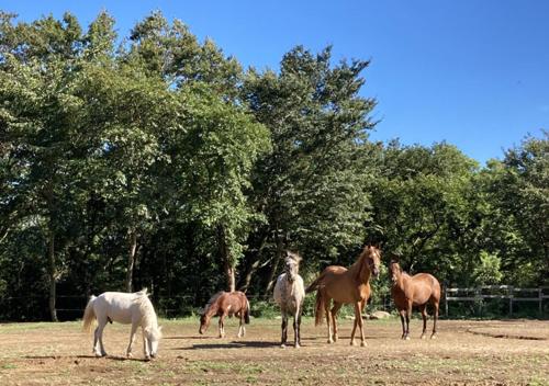 a group of horses standing in a field at 個室201セミダブル1台駅徒歩6分Atami Hakoneも近いゲストハウス真鶴 in Manazuru
