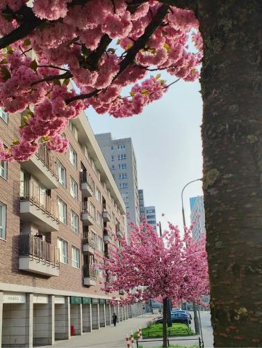 a tree with pink flowers in front of a building at ToTuToTam_02 in Warsaw