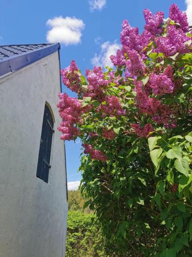 a bush with purple flowers next to a building at Dom wakacyjny nad jeziorem Zajączkowskim in Pniewy