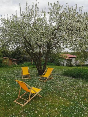 three chairs sitting in the grass under a tree at Dom wakacyjny nad jeziorem Zajączkowskim in Pniewy