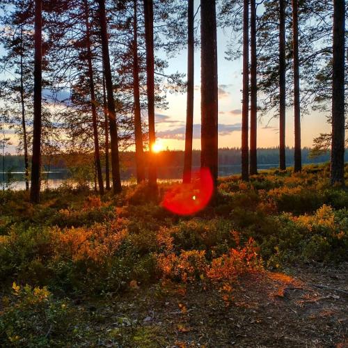 a red frisbee in the woods with the sunset in the background at Torp in Ludvika