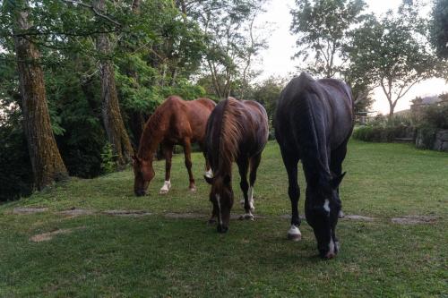 three horses grazing in the grass in a field at Panoramic villa with pool in Bolsena