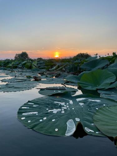 a group of large lily pads in the water at sunset at A Casa di Bruna in Rivalta