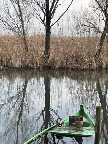 a green boat in the water with two dogs on it at A Casa di Bruna in Rivalta