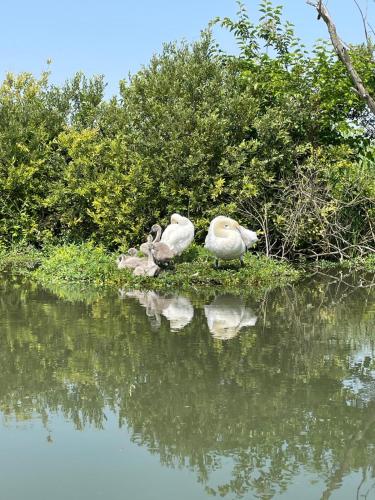 three birds sitting on the shore of a body of water at A Casa di Bruna in Rivalta