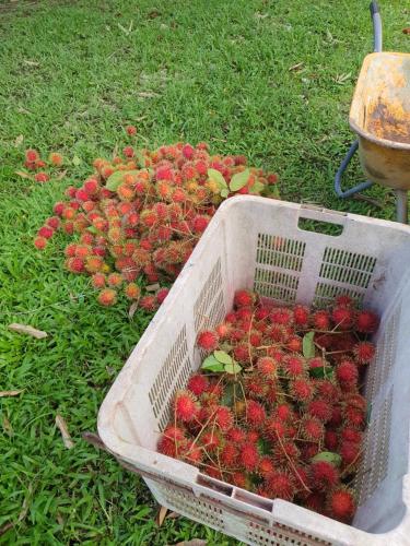 a basket full of red berries on the grass at Teratak D Tuntung, Hulu Langat in Kampong Mesjid