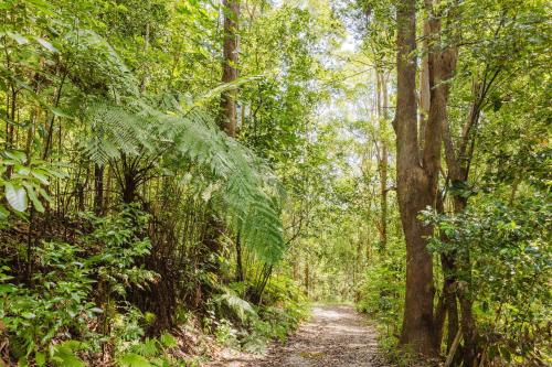a path through a forest with trees at Raspberry Spring Corner by Tiny Away in Clothiers Creek