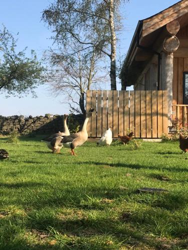 a group of ducks in the grass in front of a house at Braisty woods - Hopes & Beams in Harrogate
