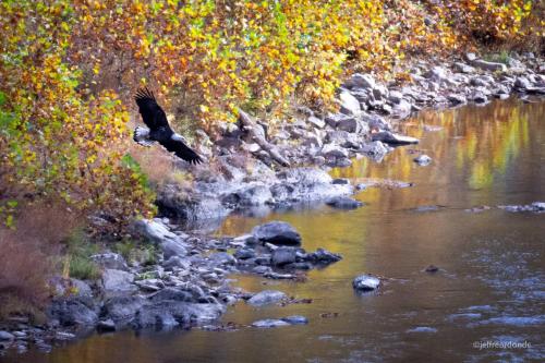 an eagle flying over a river in the fall at Log Cabin w Fireplace EV Station Solar Powered in Great Cacapon