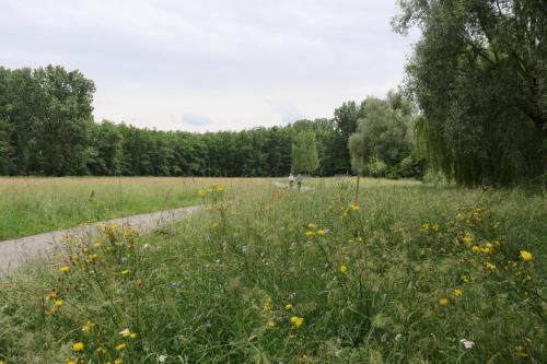 a field of flowers with a person walking in the distance at Ferienwohnung, 2 Zimmer, 4 bis 6 Personen, 67 qm, mit großem Balkon, entlang am Fluss, an der Aach, am Bodensee, nah am Naturschutzgebiet in Singen