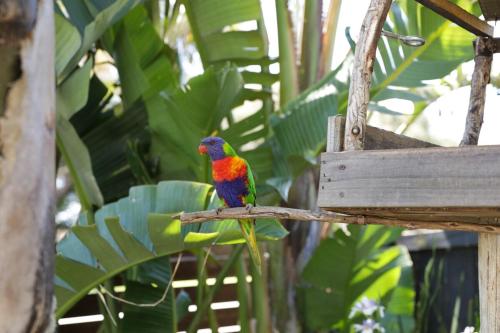 Animales en la casa o chalet o alrededores