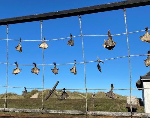 a group of butterflies hanging on a fence at Liseleje Badehotel in Liseleje