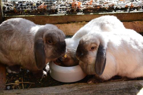 two rabbits eating food out of a bowl at Landgasthof Hotel Rössle in Steinenkirch