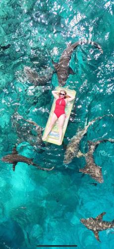 a woman on a paddle board in the water with sharks at Atoll Retreat in Fulidhoo