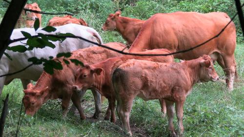 a group of cows standing in a field at La Ferme des Hautins - Chambres -d'Hôtes in Rieucazé